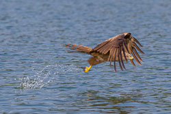 Adler_Milan