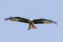 Adler_Milan