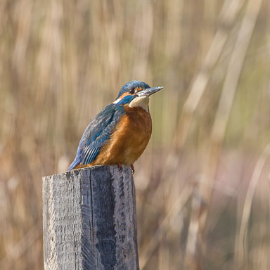 Eisvogel