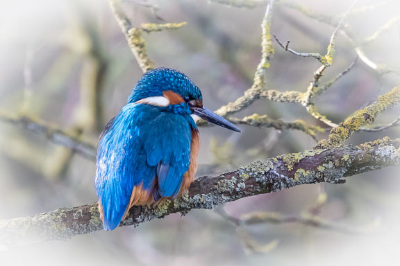 Eisvogel