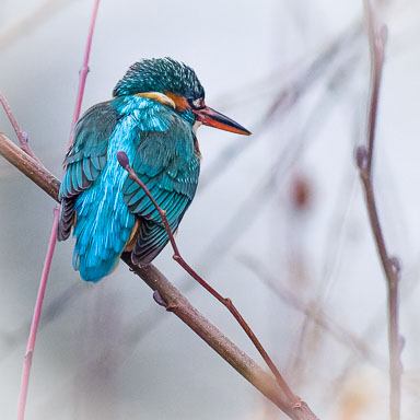 Eisvogel