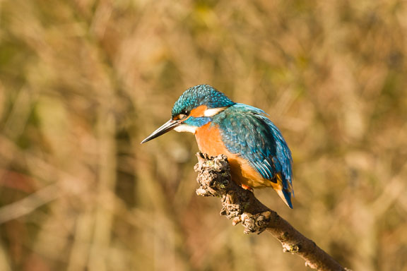 Eisvogel