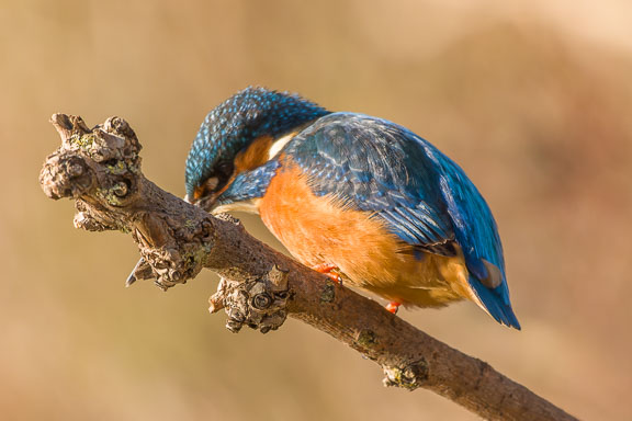Eisvogel Eisvogel