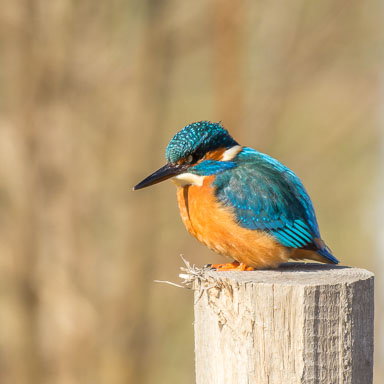 Eisvogel Eisvogel