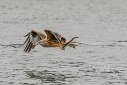 Seeadler_Milan_und_Co