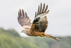 Seeadler_Milan_und_Co Seeadler_Milan_und_Co