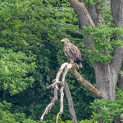 Seeadler_Milan_und_Co