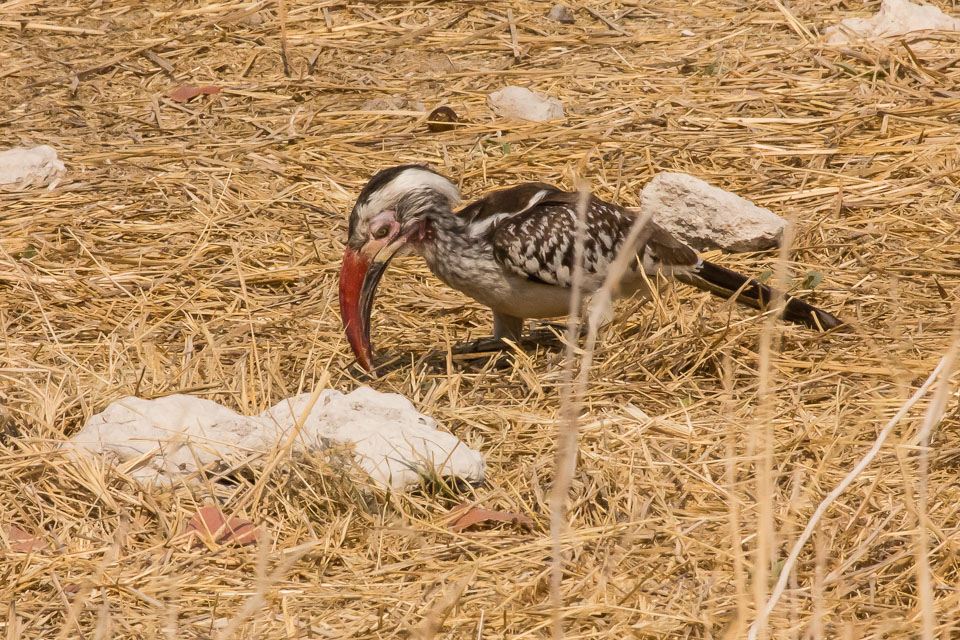 IMG_0442.jpg