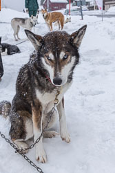 Hundeschlitten_CH